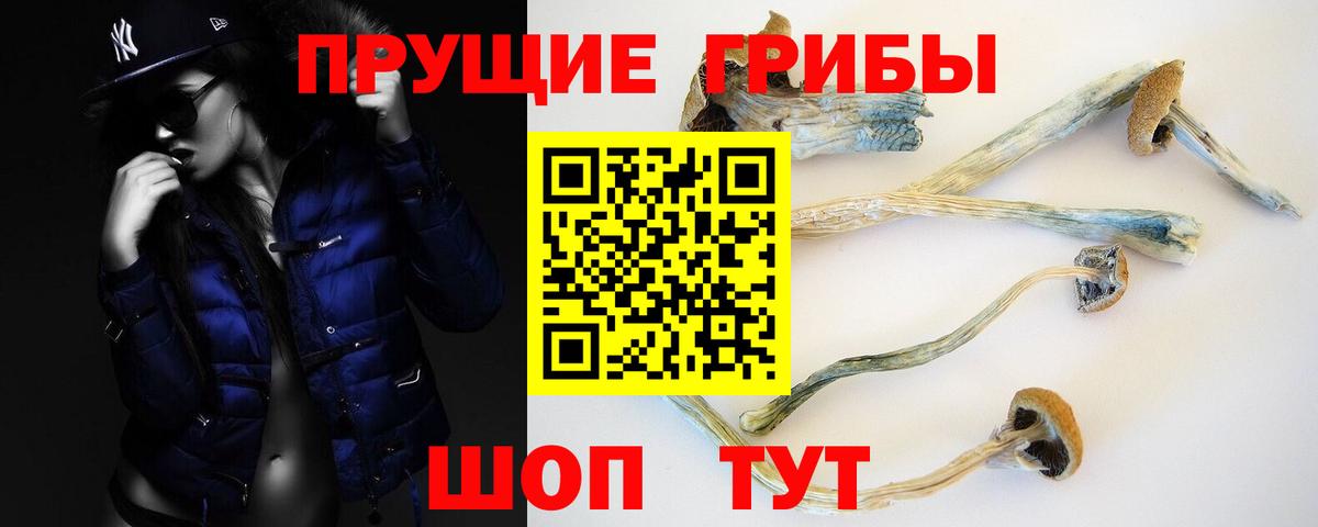 Псилоцибиновые грибы Psilocybe  Вход с VPN  Черкесск 